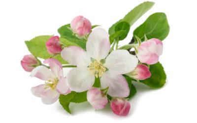 Bachblütenmischung